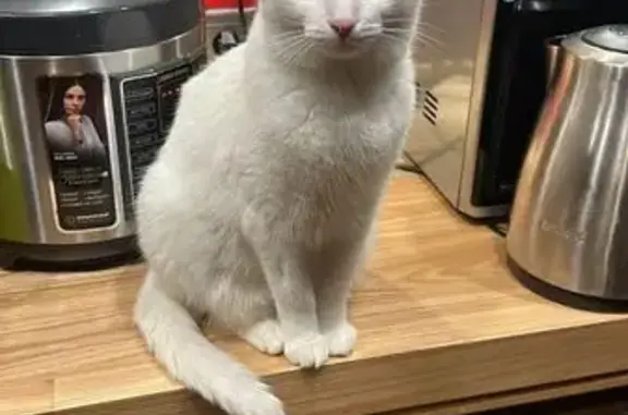 Кошки потеряшки, Таптыково, фото: Потеряшка кошка, Удачная ул. 26, Таптыково