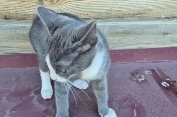 Кошка найдена: Очиченко 1/8, Якутск