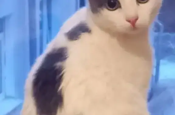 Пропала кошка, Измайловский бул., 22А