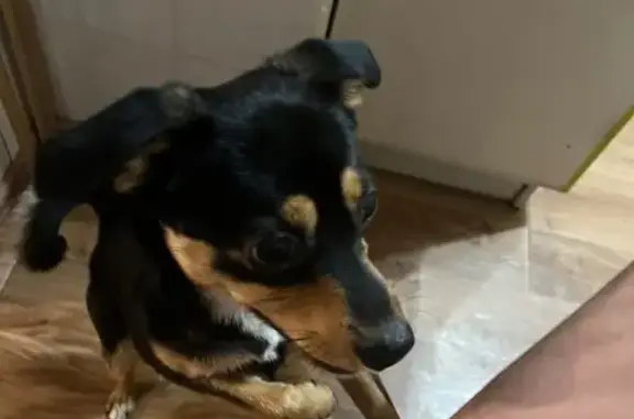 Собака найдена: ул. Фадеева, 37, Волгоград