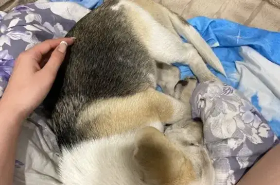 Найдена собака, Сухиничи, фото: Собака найдена: ул. Дзержинского, 16, Сухиничи