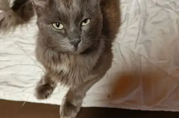 Кошки потеряшки, , фото: Потеряшка кошка, Сухая Балка, Красноярск
