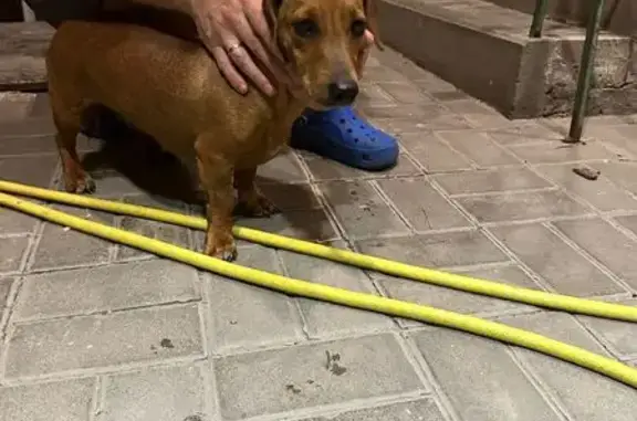 Такса найдена на ул. Доватора, 213, Ростов