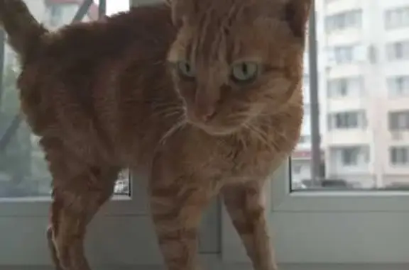 Найдена кошка, Воронеж, фото: Кошка найдена: ул. Домостроителей, 79