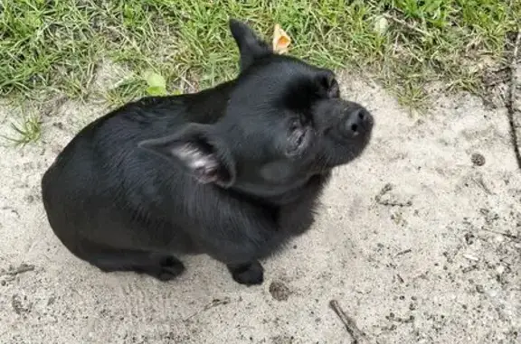 Найдена собака, Егорьевск, фото: Найдена собака, ул. 40 лет Октября, 12