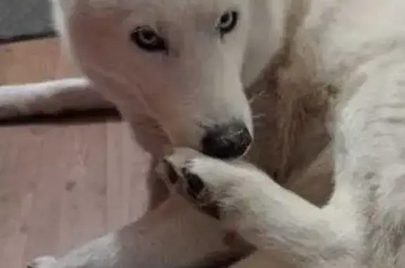 Белая хаски найдена, Биатлонная ул., Крск