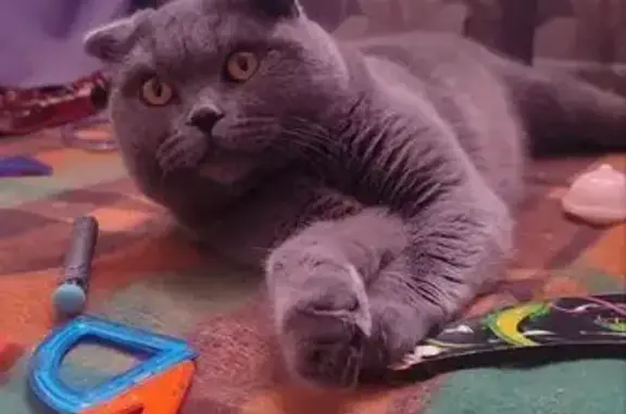 Пропала кошка, МО, 11