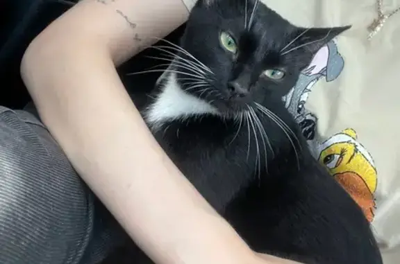 Найдена кошка, Звенигородская 68, Челябинск