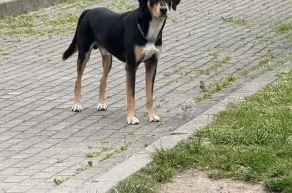 Найдена собака, Калининград, фото: Найдена собака, Иртышский пер. 8, Калининград