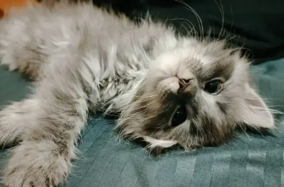 Пропала кошка, ул. Гагарина, 4, Солнечный