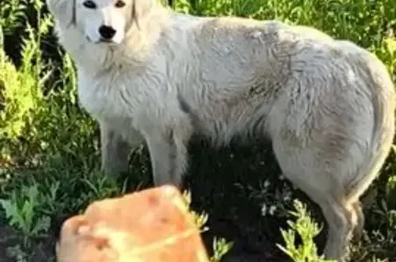 Найдена собака, , фото: Собака найдена на трассе М12, Нижнекамск