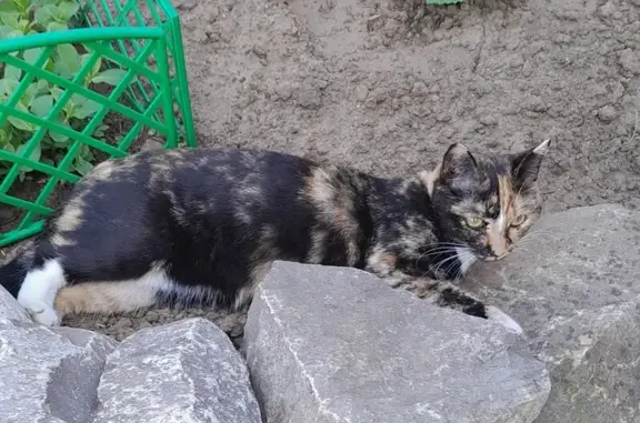 Кошки потеряшки, Шелехов, фото: Потеряшка кошка, ул. Олега Кошевого, 38