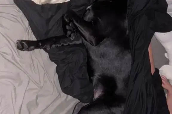 Найдена собака, Анапа, фото: Собака найдена в Пятёрочке, Рождественская 52