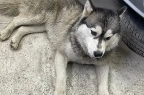 Найдена собака, Энергетиков 2, Тула