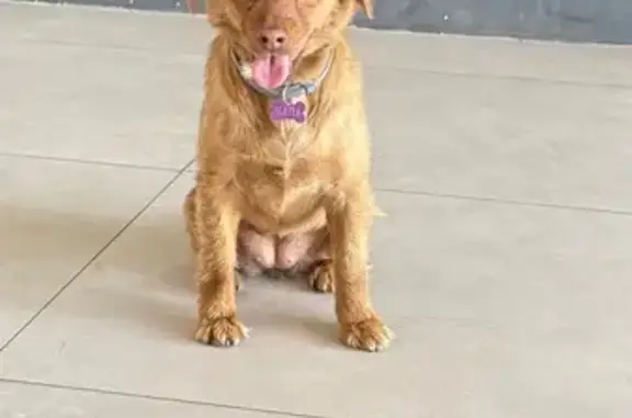 Найдена собака, Симферополь, фото: Собака найдена: ул. Желябова, Симферополь