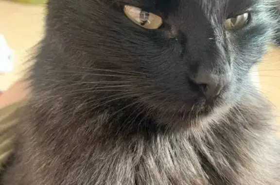 Кошки потеряшки, Байкальск, фото: Потеряшка кошка, Школьный пер., 12, Байкальск