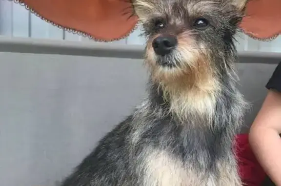 Найдена собака, Воронеж, фото: Собака найдена: Корниловский пер., 9, Воронеж