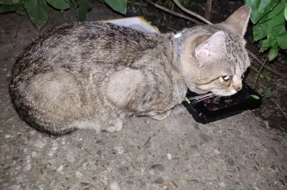 Найдена кошка, Орехово-Зуево, фото: Кошка найдена у подъезда Северная, 10