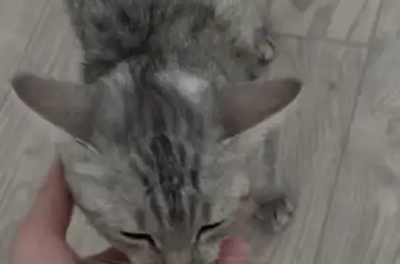 Кошки потеряшки, Иркутск, фото: Потеряшка кошка, ул. Баумана 215, Иркутск