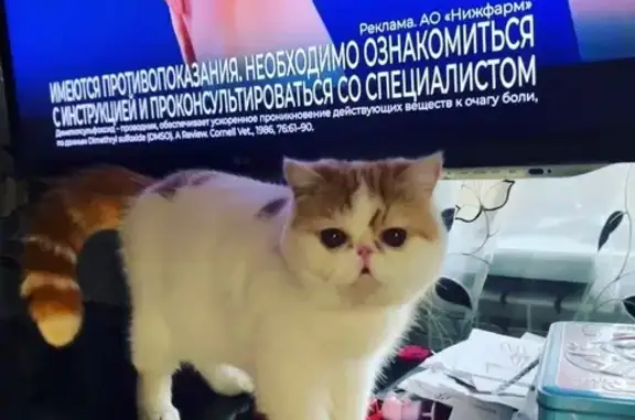 Пропал кот, Нахичеванский пер. 5, Ростов