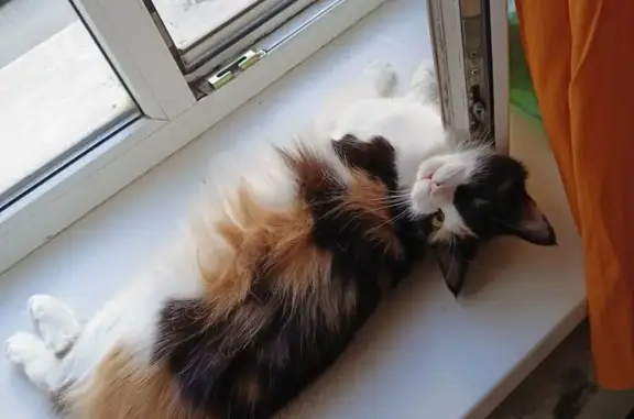 Кошки потеряшки, Новотроицк, фото: Потеряшка кошка, Советская 9, Новотроицк