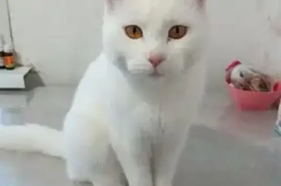 Кошки потеряшки, Снежинск, фото: Потеряшка кошка Мотя, ул. Дзержинского 12