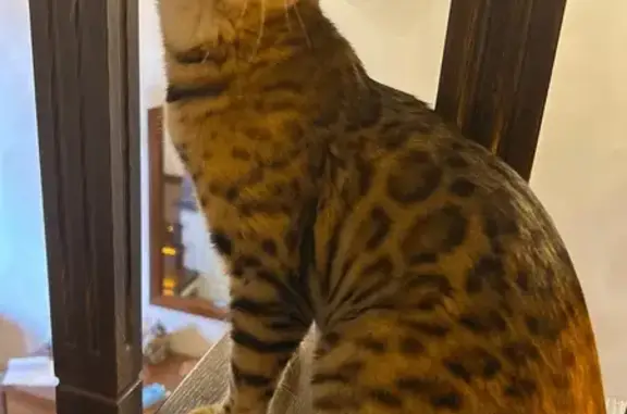 Кошки потеряшки, Калининград, фото: Потеряшка кошка, Большая Окружная 243