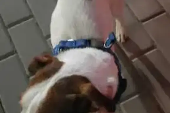 Найдена собака, Комарова, Ростов-на-Дону