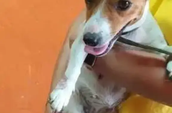 Собака найдена у 