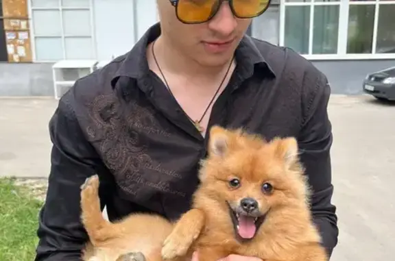 Рыжий шпиц найден на Бутлерова, 45