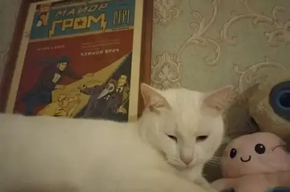 Пропала кошка, ул. 1 Мая, 127, Кстово