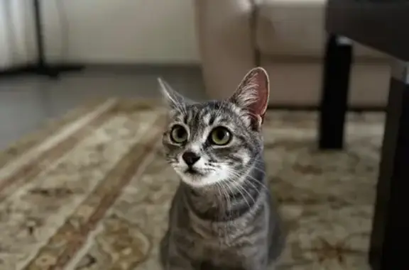 Кошка найдена, Транспортная 1/1, Оренбург