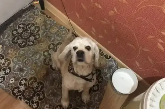 Собаки потеряшки, Белый Яр, фото: Потеряшка собака, ул. Коммунаров, Белый Яр