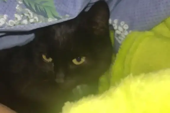 Пропала кошка, ул. Бебеля, 15, Нытва