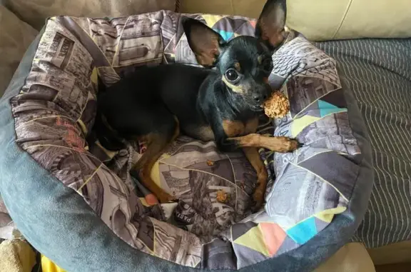 Пропала собака, Омск, Омская область