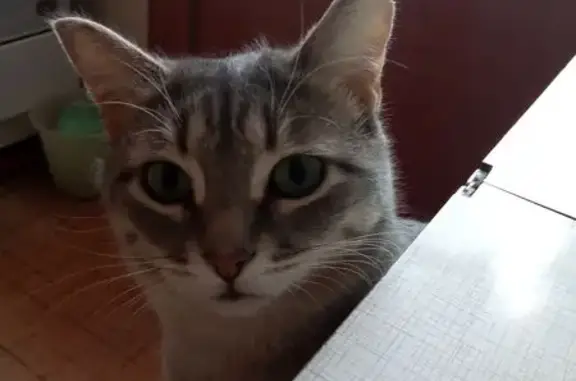 Пропала кошка на ул. 9 Января, 1, Семёнов