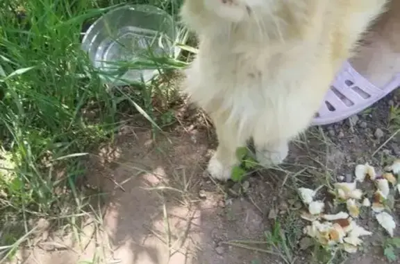 Найдена кошка, Республика Хакасия, фото: Ласковая рыжая кошка найдена в Жемчужном