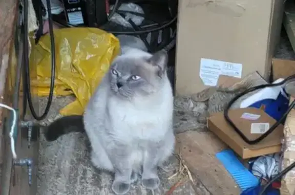Найдена кошка, Серпухов, фото: Британская кошка найдена: Большая Лесная, 9