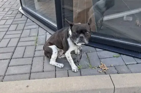 Французский бульдог найден на пр. Победы, Курск