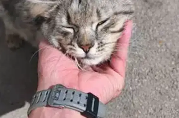 Найдена кошка, ул. Фрунзе, 13, Тула