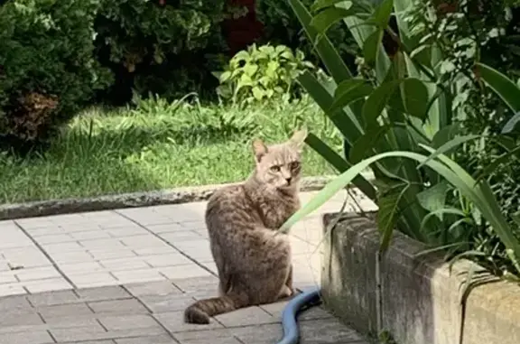 Найдена кошка, , фото: Кошка найдена: Набережная ул., Гизель