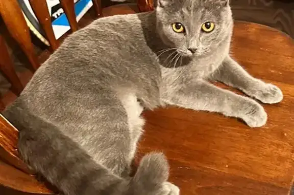 Найдена кошка, Улан-Удэ, фото: Найдена кошка, Конечная ул., Улан-Удэ