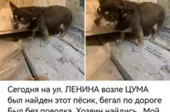 Собака найдена: Красная площадь, 6, Курск