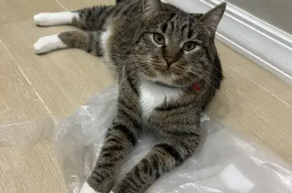 Кошки потеряшки, Кременкуль, фото: Потеряшка кошка, Набережная 53А, Кременкуль