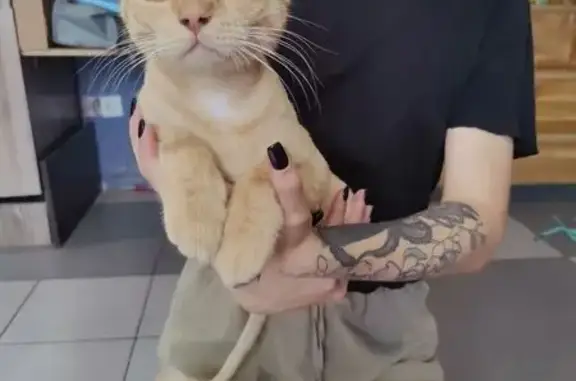 Найдена кошка, Краснодар, фото: Найдена кошка на Карасунской Набережной, 91