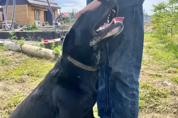 Найдена собака, Калининградская область, фото: Найдена собака с ошейником, Калининградская обл.