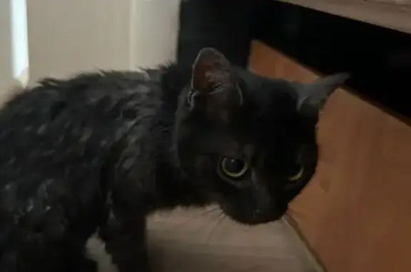 Кошка найдена: ул. Свердлова, 5А, Киров