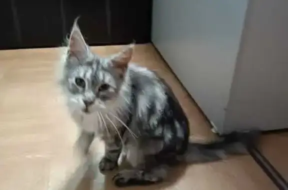 Кошка найдена: ул. Данилово, 1