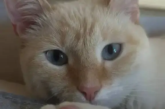 Пропала кошка, МО, белый с рыжим