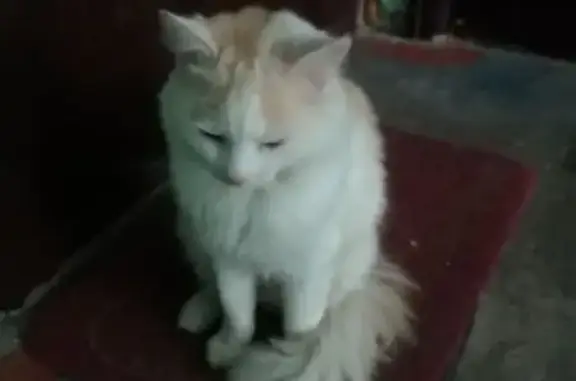Кошка найдена: Кузнецкая ул, 5, Псков